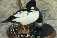 AmericanGoldeneyePairView1-500c