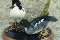 AmericanGoldeneyePairView2-500c