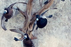 GreaterScaup2Pair3-500c