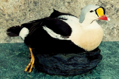 KingEiderDrakeStandingSingle600c