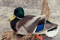 MallardDrakeStandingSingle600c