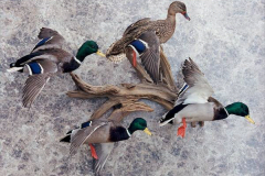 MallardDrakeswHenFlyingGroup600c
