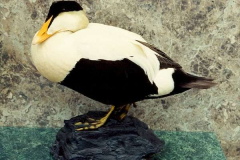 PacificEiderSingleStanding600c